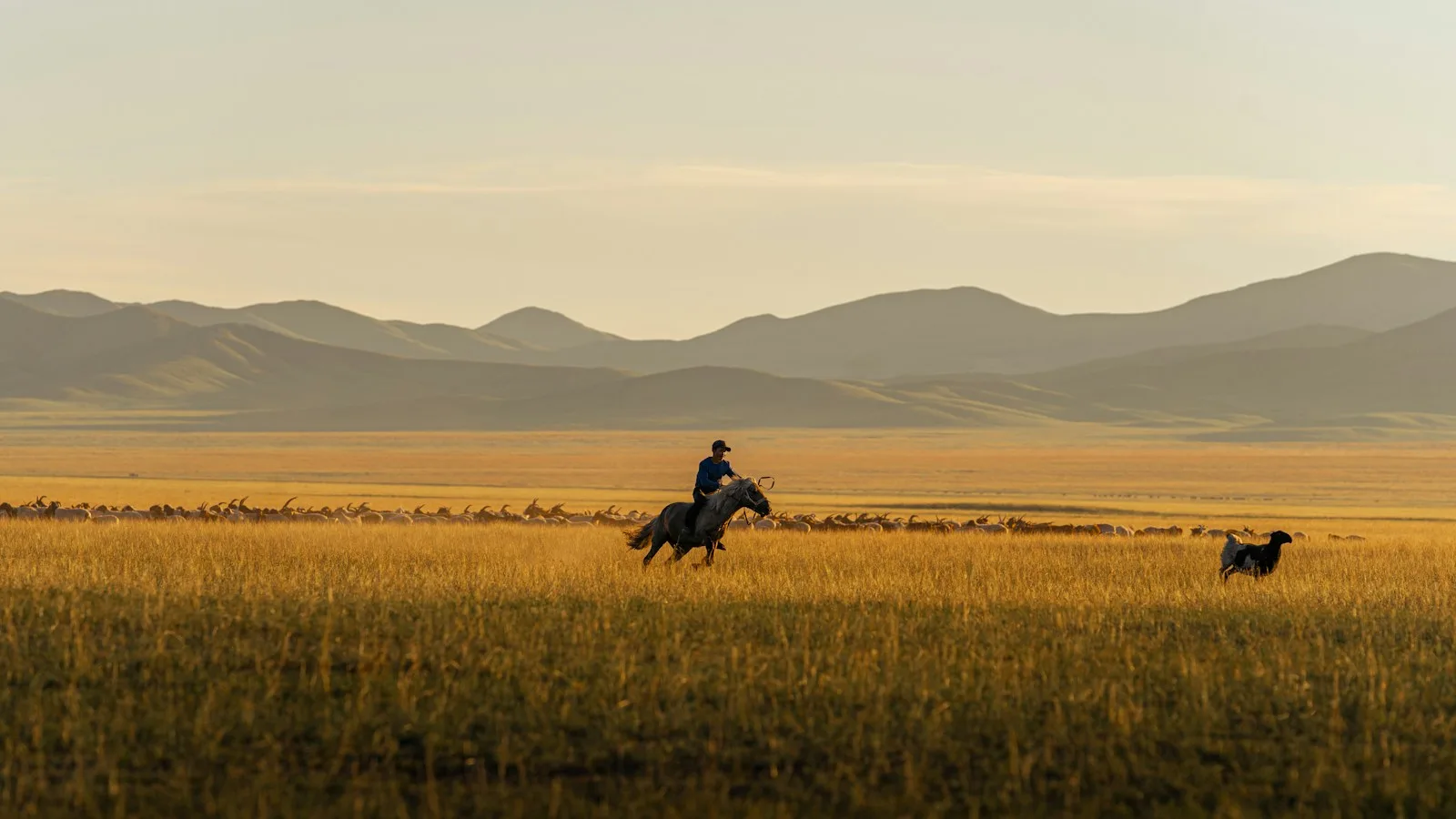 Troupeau de moutons et chèvres gardé dans la steppe mongole