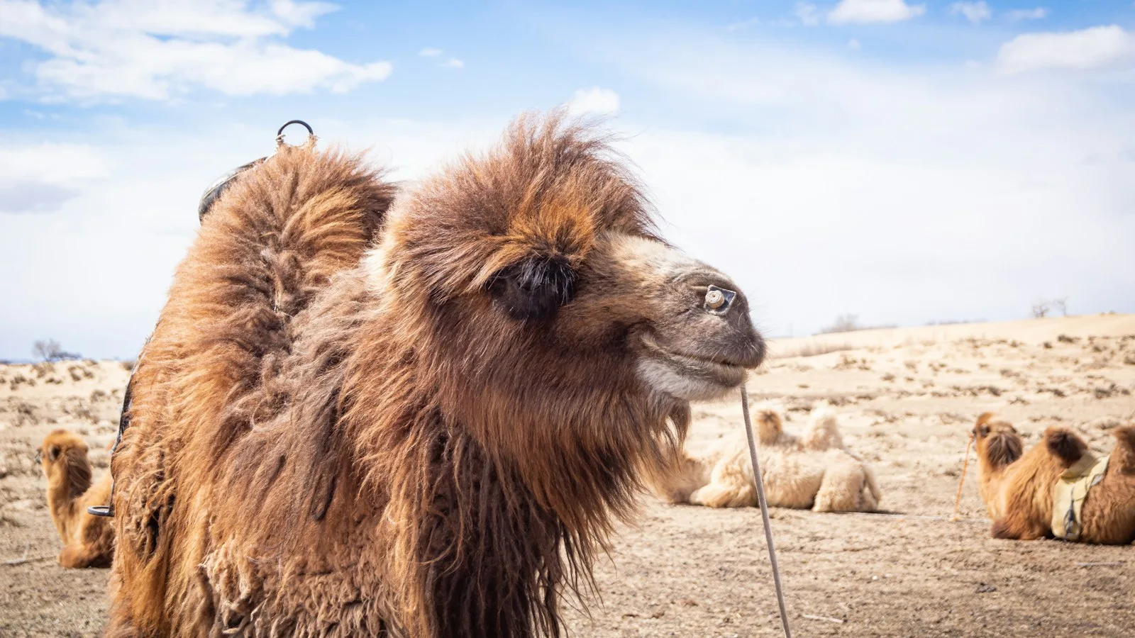 Chameaux de Bactriane au pied des grandes dunes de Khongoryn Els dans le désert de Gobi en Mongolie