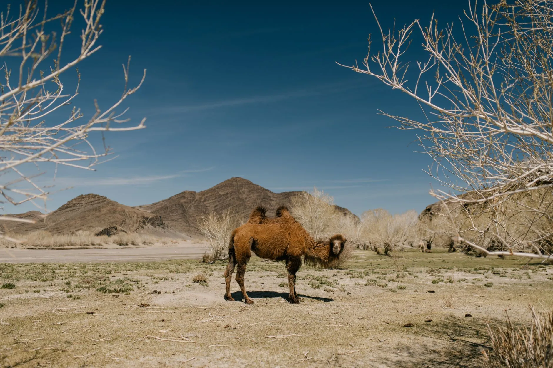 ️ Jours 1 à 2 — Arrivée et envol vers le Gobi